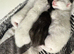 British Shorthair kittens BSH £400