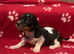 Rare and unique piebald miniature dachshund pups