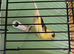 2026 canary