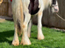 Cob colt to make 14hh