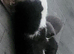 Cute 8 week kittens needing home