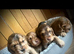 Beautiful KC registered Cocker Spaniels