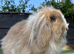 Beautiful Lion Lop Girl