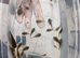 Hillstream loaches