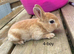 ️ Gorgeous mini Rex ️