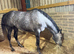 16hh 5yo mare