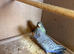 Blackface Budgies