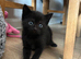 Stunning BSH KITTENS X