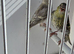 BEAUTIFUL PAIR SISKIN MUTATION COLOUR