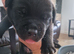 Bullador puppies