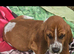 Basset hound puppies