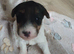 Beautiful wire fox terrier puppies 3 girls left