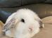 Mini lop litter ready 31st May. Unusual colours