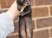 Standard ferret hobs