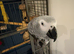 SUPER TAME AFRICAN GREY PARROT