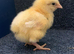 Day old La Bresse Gauloise Chicks available in next few days