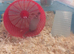 Siamese male mice and cage 6months old