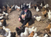 Silkie pullets