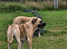 Rehome of my baby girl