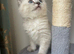 Rare siberian Neva Mosquerad/ ragdoll blue mittens