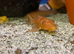 Red Pleco (Hypostomus Plecostomus)