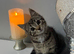 Kitten tabby