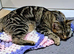 7 month old female (Tibby)