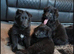 Stunning German Shepard puppy’s