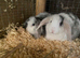 Mini lop litter. Pair for £70.