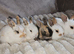 Beautiful baby lop bunnies