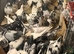 Pakistani highflying pigeons
