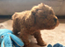 Toy poodle 1 boy 1 girl available only
