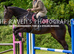 16.2 Bay mare