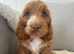 Cockapoo pups