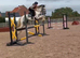 15hh 6yo Irish Mare