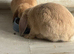 Baby bunnies