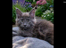 Maine coon kittens