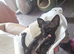 Beautiful Black Sphynx Kitten &ndash; ready