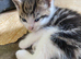 Lovely fluffy kittens.