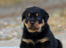 World Class Old School Type (health tested bloodlines)