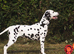 KC Show Quality Rare LUA Dalmatian Puppies