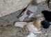 Uzbek pigeons