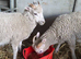 Ewe lamb and ram lamb