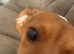 Loving beagle mix looking for forever home