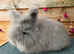 pedigree english angoras