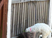 Beautiful 10 week old cockapoo