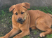 5 month old german cross