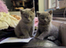 Beautiful British short haired kittens for sale