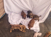Cockerpoo pups