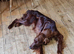 Irish Setter KC REG 2 YR Boy.
